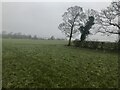Fields near Stallington
