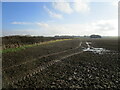 Prepared field, Gibbet Hill