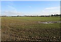 Autumn sown crop near Pear Tree Farm