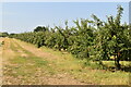 Apple orchard