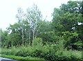 Longbeech Wood near Challow