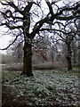 Winter Trees in Terrels Heath