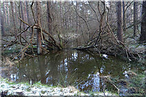 NJ2966 : Forest Pond by Anne Burgess