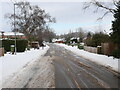 Snowy Bluebell Road