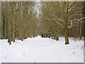 TG3130 : Snow covered Track in Bacton wood by David Pashley