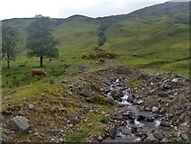 NH0328 : A stream through the grazing area by David Medcalf