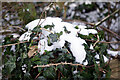 Ivy and snow