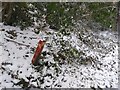 Snow covered foliage