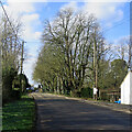 Barton: fine trees in February