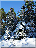 NJ3756 : Snow-covered Trees by Anne Burgess