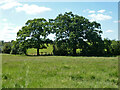 Footpath 40 from Hilfield Lane towards Little Bushey Lane