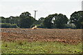 Harvested field by Stilebridge Lane