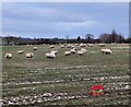 Sheep near Stapleton