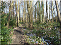 Path, woodland east of Loppets Road Playing Fields