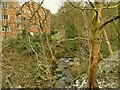 Cow Beck in Hawksworth Wood