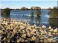TF3802 : Distant trees - The Nene Washes by Richard Humphrey