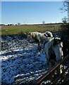 Horses beside Windmill Lane