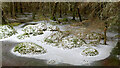NH6356 : Frozen bog in Bellton Wood by Julian Paren