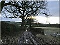 Frozen and Rutted Track near Knenhall