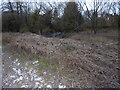 Frozen ground beside the Rea Brook