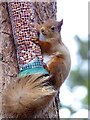 Red squirrel at RSPB Loch Garten