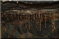 M2304 : Stalactites, Aillwee Cave by N Chadwick