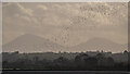 J4870 : The Mournes from Newtownards by Rossographer