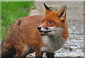 ST8180 : Fox, Acton Turville, Gloucestershire 2021 by Ray Bird