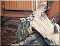 Meerkats