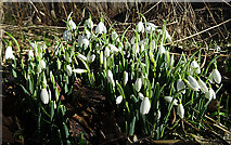 NJ3255 : Snowdrops (Galanthus nivalis) by Anne Burgess