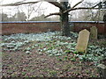 Snowdrops in the churchyard, South Collingham