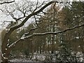 Snow on oak branches