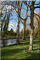 Snowdrops and trees beside River Allen