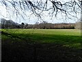 Fields surrounded by trees 