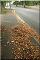 Fallen leaves, Livermead