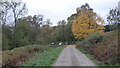 Track to Bircher Common