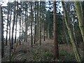 SO8992 : Baggeridge Wood by Gordon Griffiths