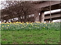View of daffodils in the middle of Redbridge Roundabout