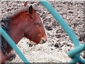 View of a horse in a private paddock on Roding Lane South #2