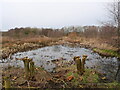 TG2932 : Coppiced trees in front  of wet area of Reedbed by David Pashley
