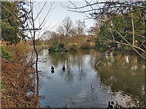 TQ2938 : A corner of the lake, Worth Park, Pound Hill, Crawley by Robin Webster
