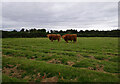 Highland cattle, Feabuie