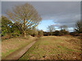 Path to Wig Fach in cleared area at Newton Burrows