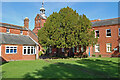 Yew tree in the grounds of Fordingbridge hospital