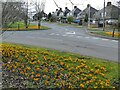 Crocuses on Winrose Grove