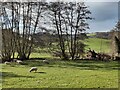 SO8180 : Sheep at Drakelow by Mat Fascione