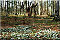 NZ0384 : Snowdrops & Snowdrop Sculpture, East Wood, Wallington by Andrew Curtis