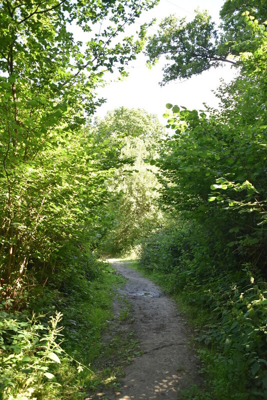 High Weald Landscape Trail, Hazel Wood © N Chadwick :: Geograph Britain ...