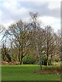 Golf course trees near Penn Common, Staffordshire