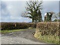 Llwyngwyddel Farm